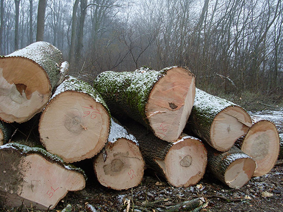 鋸材級原木--白蠟木（白色）